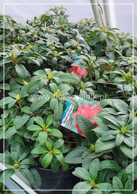 Różanecznik BENGAL - Rhododendron