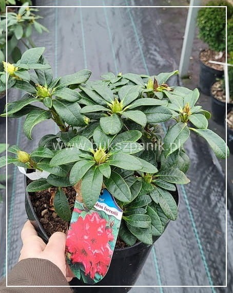 Różanecznik BENGAL - Rhododendron