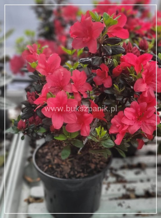 Azalia japońska MARUSCHKA- azalea japonica - Rododendron C3, 30-35cm