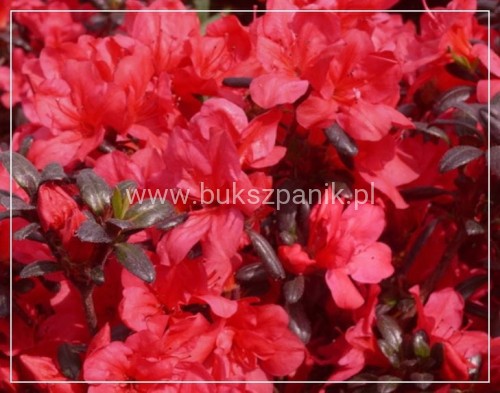 Azalia japońska MARUSCHKA- azalea japonica - Rododendron C3, 30-35cm