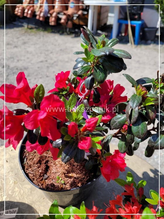 Azalia japońska MARUSCHKA- azalea japonica - Rododendron C3, 30-35cm