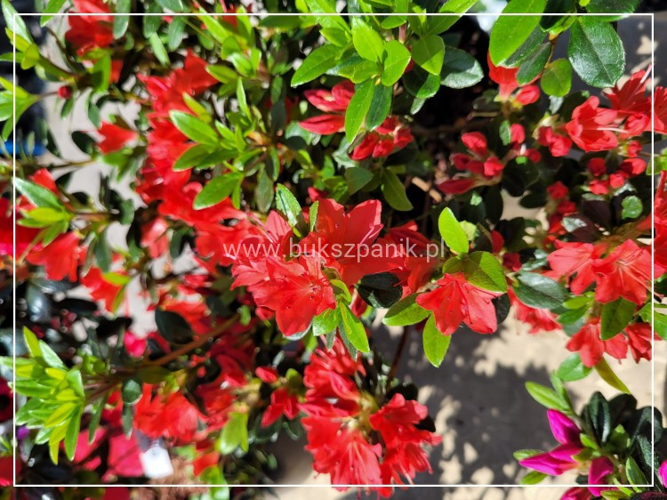 Azalia japońska MARUSCHKA- azalea japonica - Rododendron C3, 30-35cm