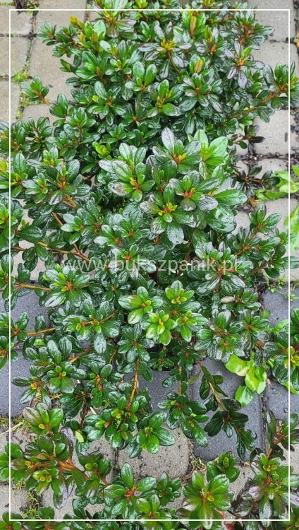 Azalia japońska MARUSCHKA- azalea japonica - Rododendron C3, 30-35cm
