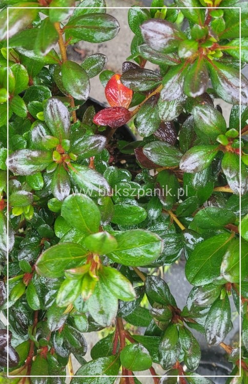 Azalia japońska MARUSCHKA- azalea japonica - Rododendron C3, 30-35cm