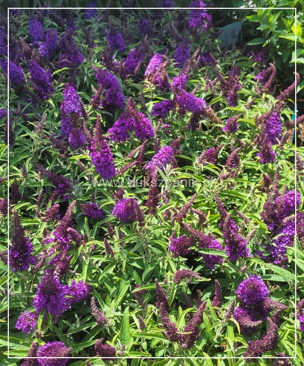 Budleja Dawida BUTTERFLYE CANDY LITTLE PURPLE
