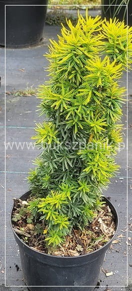 Cis pospolity DAVID - taxus baccata,