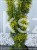 Cis pospolity DAVID - taxus baccata,