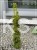 Cis pospolity DAVID - taxus baccata,