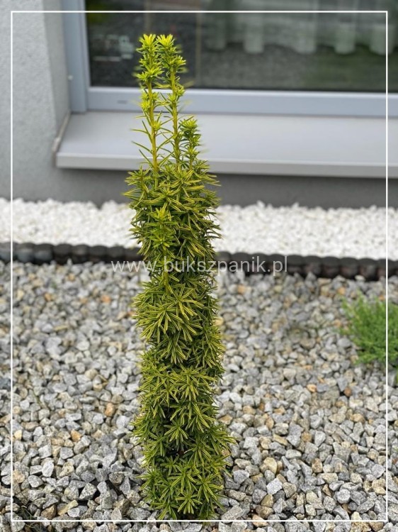 Cis pospolity DAVID - taxus baccata,