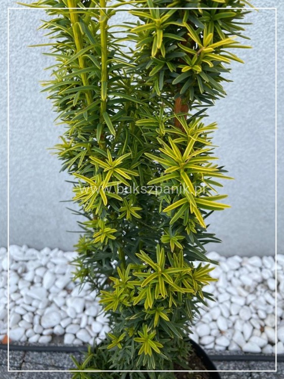 Cis pospolity DAVID - taxus baccata,