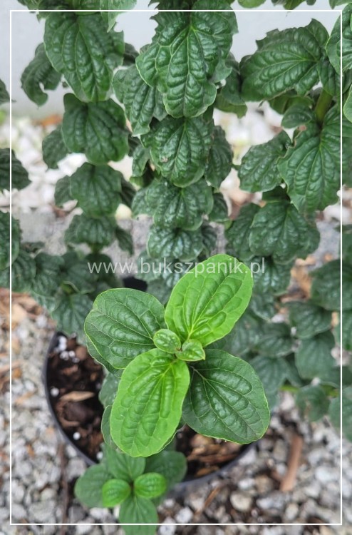 Dereń Świdwa - Cornus sanguinea "Compressa"