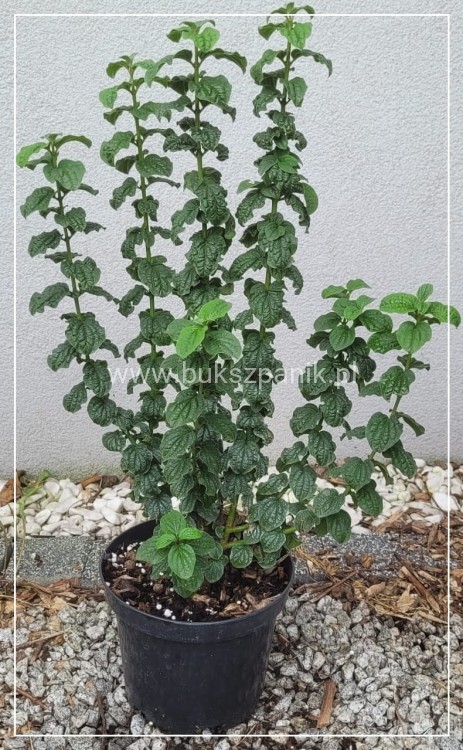 Dereń Świdwa - Cornus sanguinea "Compressa"