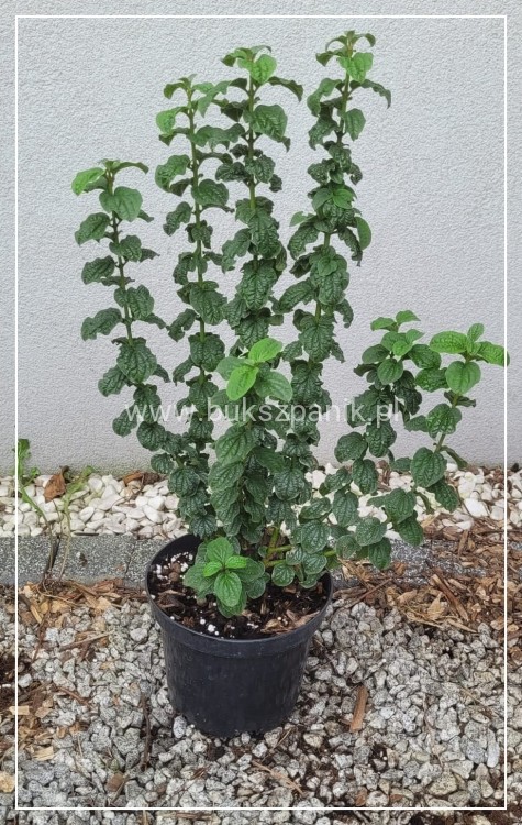 Dereń Świdwa - Cornus sanguinea "Compressa"
