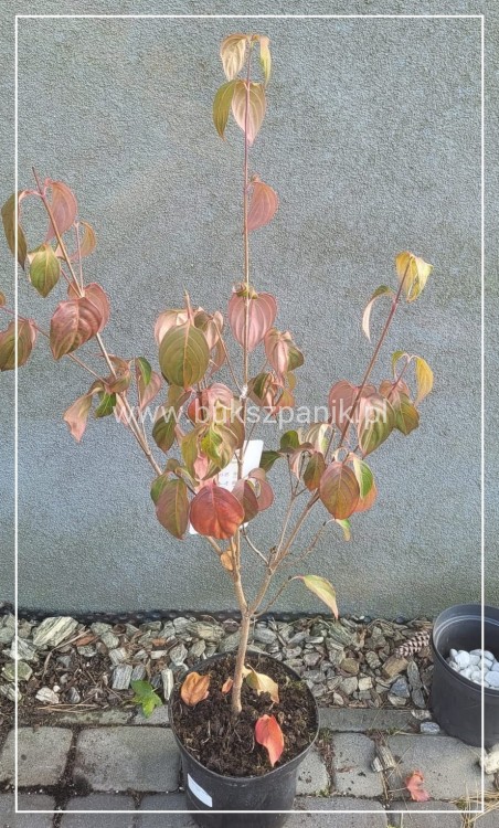 Dereń kousa CHINA GIRL - Cornus kousa C5l, wys. 40-60cm