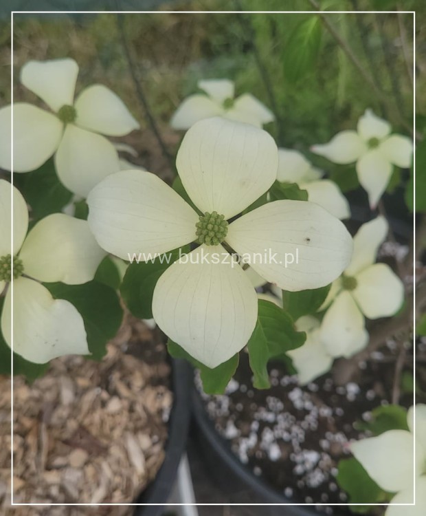 Dereń kousa MILKY WAY - Cornus kousa .jpeg