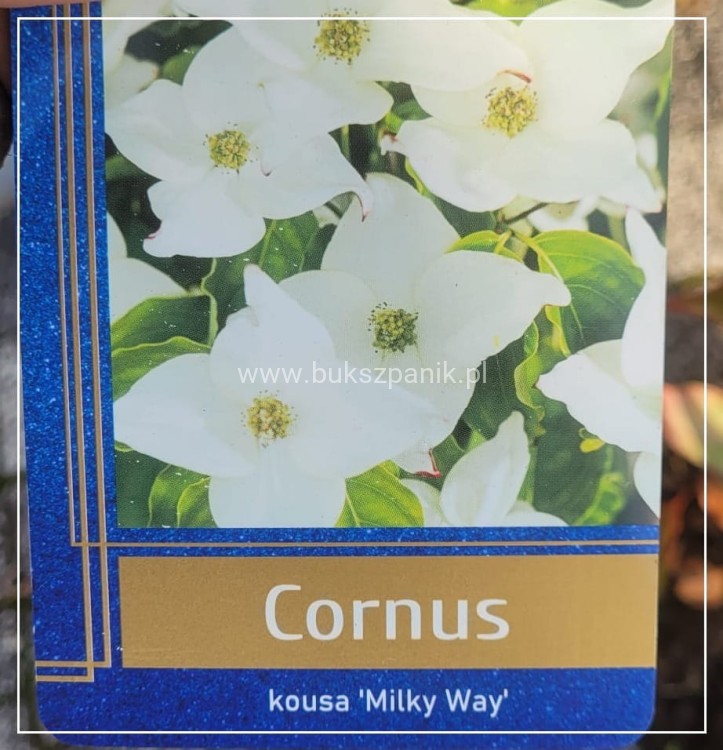 Dereń kousa MILKY WAY C5l, 40-60cm, Cornus kousa