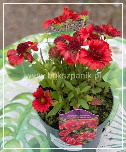 Gailardia 'Mesa Red' Gaillardia