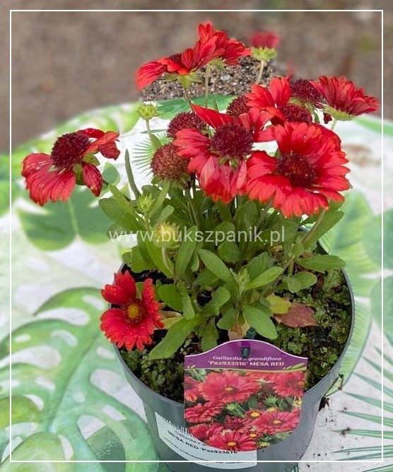 Gailardia 'Mesa Red' Gaillardia