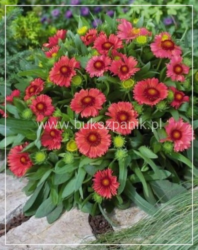 Gailardia 'Mesa Red' Gaillardia
