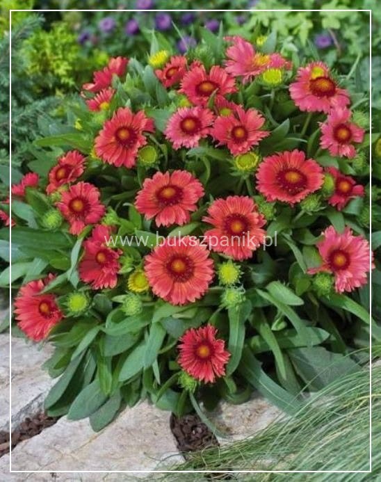 Gailardia 'Mesa Red' Gaillardia