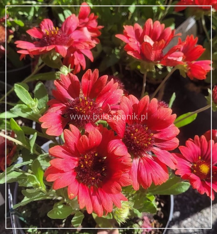 Gailardia 'Mesa Red' Gaillardia