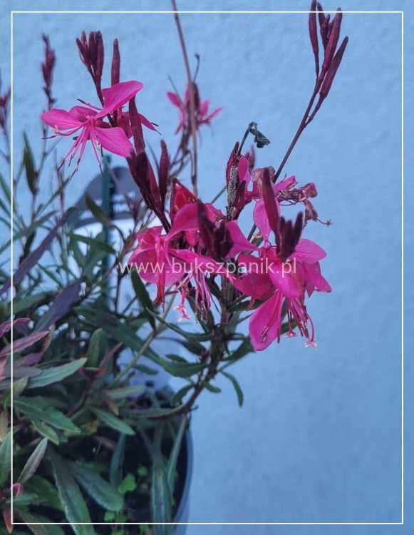 Gaura linheimeri Gaudi Rose