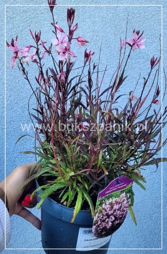 Gaura lindheimeri Gaudi PINK