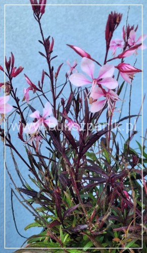 Gaura lindheimeri Gaudi PINK