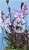 Gaura lindheimeri Gaudi PINK