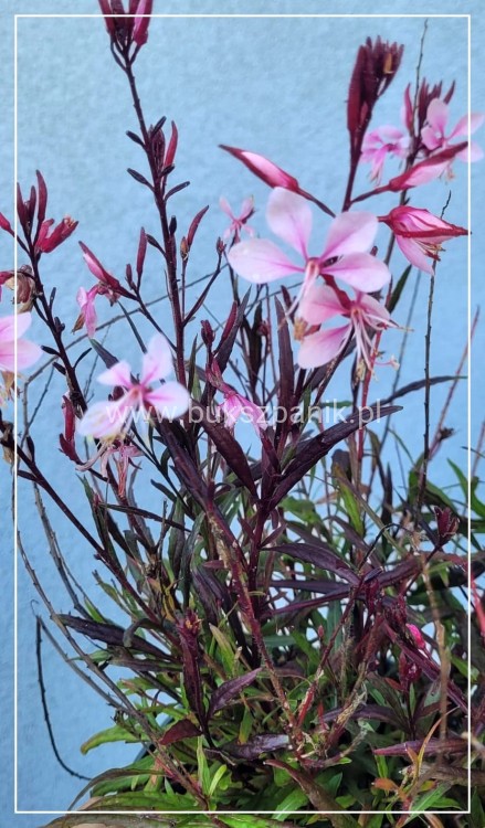 Gaura lindheimeri Gaudi PINK