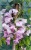 Glicynia chińska - RÓŻOWA - Wisteria Brakybotrys "Showa Beni"