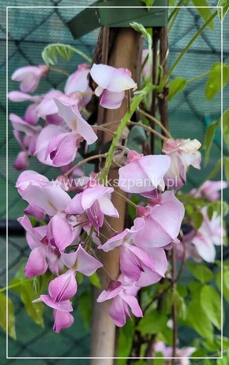 Glicynia chińska - RÓŻOWA - Wisteria Brakybotrys "Showa Beni"
