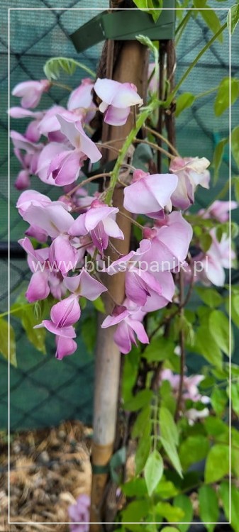 Glicynia chińska - RÓŻOWA - Wisteria Brakybotrys "Showa Beni"