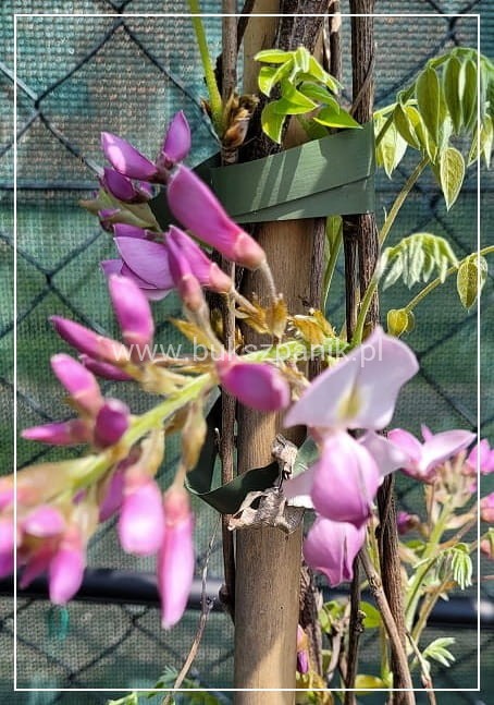 Glicynia chińska - RÓŻOWA - Wisteria Brakybotrys "Showa Beni"
