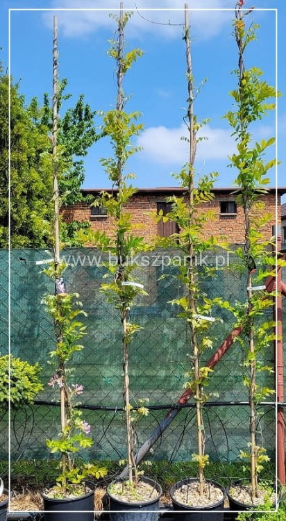 Glicynia chińska - RÓŻOWA - Wisteria Brakybotrys "Showa Beni"