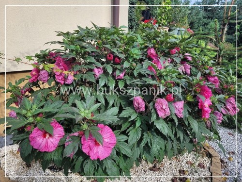 Hibiskus bagienny, bylinowy Summerific 'Berry Awesome- Hibiscus Summerific