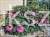Hibiskus bagienny, bylinowy Summerific 'Berry Awesome- Hibiscus Summerific
