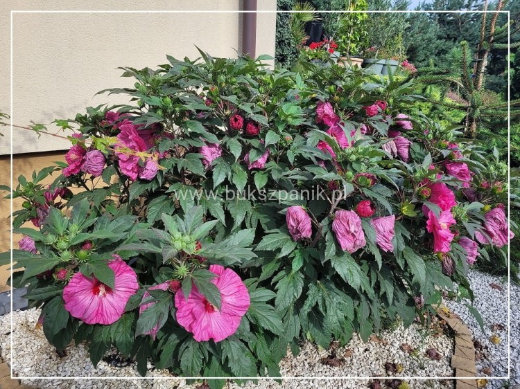 Hibiskus bagienny, bylinowy Summerific 'Berry Awesome- Hibiscus Summerific