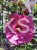 Hibiskus bagienny, bylinowy Summerific 'Berry Awesome- Hibiscus Summerific