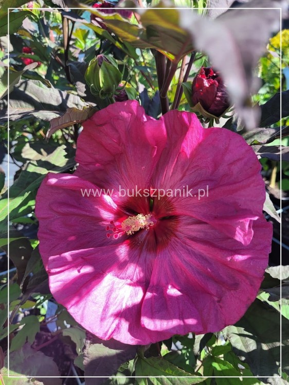 Hibiskus bagienny, bylinowy Summerific 'Berry Awesome- Hibiscus Summerific