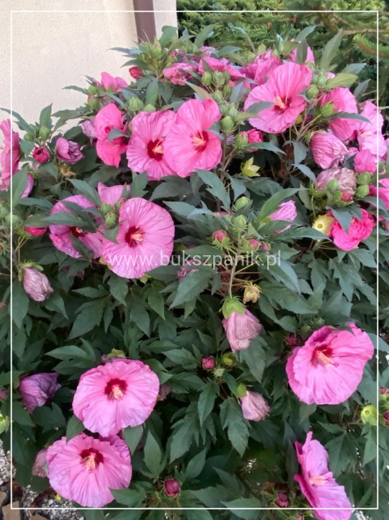 Hibiskus bagienny, bylinowy Summerific 'Berry Awesome- Hibiscus Summerific