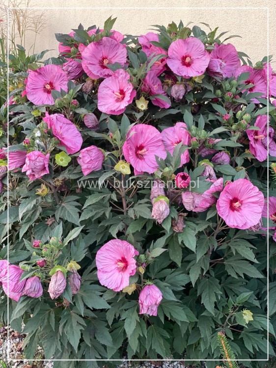 Hibiskus bagienny, bylinowy Summerific 'Berry Awesome- Hibiscus Summerific
