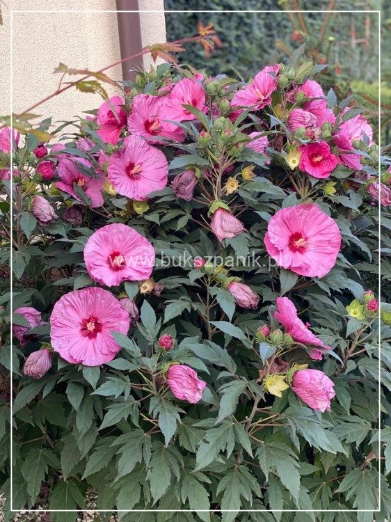 Hibiskus bagienny, bylinowy Summerific 'Berry Awesome- Hibiscus Summerific