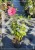 Hibiskus bagienny, bylinowy Summerific 'Berry Awesome- Hibiscus Summerific