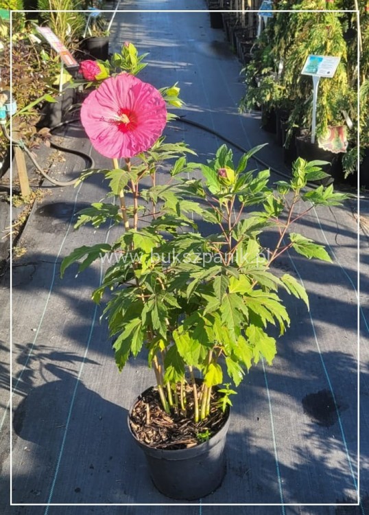Hibiskus bagienny, bylinowy Summerific 'Berry Awesome- Hibiscus Summerific
