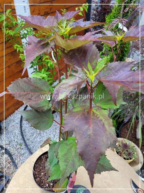 Hibiskus bagienny, bylinowy Summerific 'Berry Awesome- Hibiscus Summerific