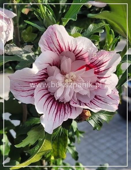 Hibiskus syryjski Ketmia Starburst Chiffon