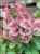 Hortensja bukietowa 'Bombshell' Hydrangea paniculata