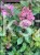 Hortensja bukietowa 'Bombshell' Hydrangea paniculata