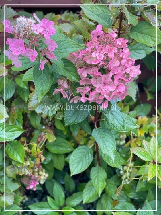 Hortensja bukietowa 'Bombshell' Hydrangea paniculata
